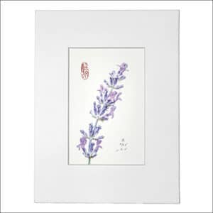 Portraits of Lavande Blanche by Philippe Durand-Gerzaguet