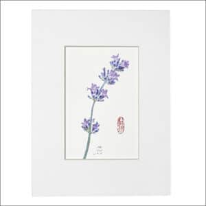 Portraits of Lavande Marie by Philippe Durand-Gerzaguet